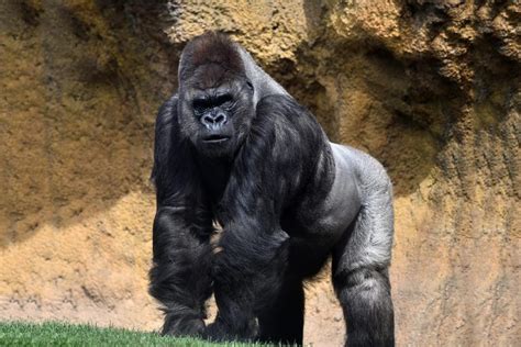 Experts Raise the Alarm on Endangered Great Apes and COVID-19