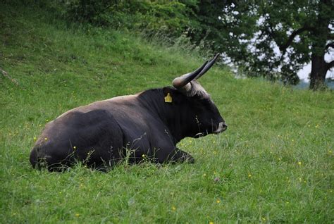 The Breeding-back Blog: Visiting Heck cattle at Wörth, Bavaria