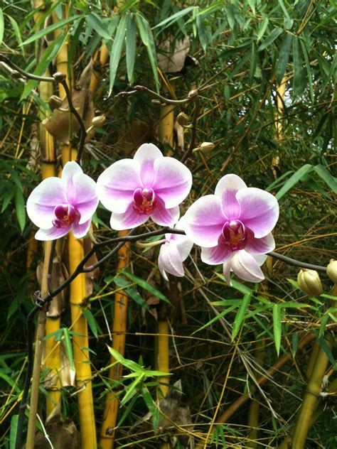 Orchids & Bamboo