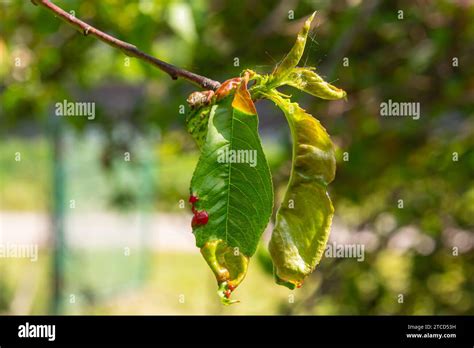 Peach leaf curl. Fungal disease of peaches tree. Taphrina deformans ...