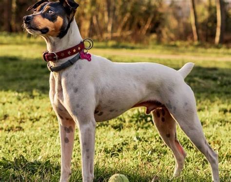 Rat Terrier Mixes: 20 Different Rattie Crossbreeds - K9 Web