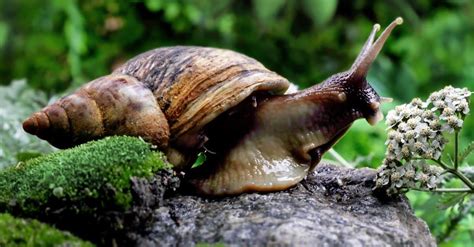 Giant African Land Snail Animal Facts | Achatina fulica - Wiki Point