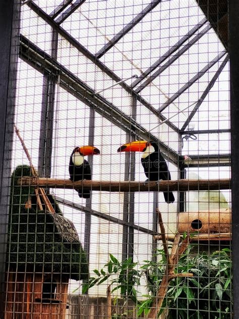 125 Toucan Cage Stock Photos - Free & Royalty-Free Stock Photos from ...