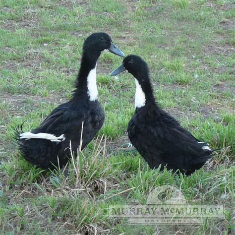 Murray McMurray Hatchery - Black Swedish Ducks