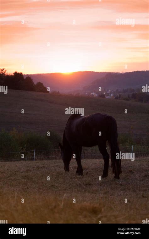 Horse in sunset grazing in meadow Stock Photo - Alamy