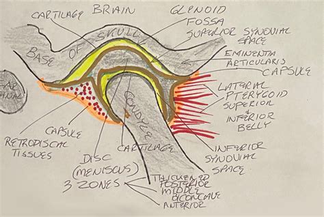 TMJ Pain and Temporomandibular Disorders Cairns | Future Dental