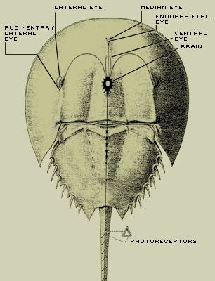 Anatomy | Detailed drawings, Drawings, Anatomy