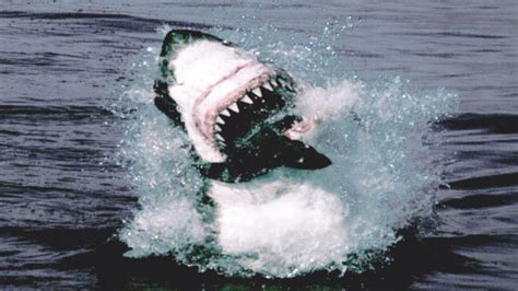 Great White Shark Attack And Breach Planet Earth BBC Earth