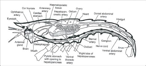 5. Internal anatomy of female crayfish showing the main organs, except ...