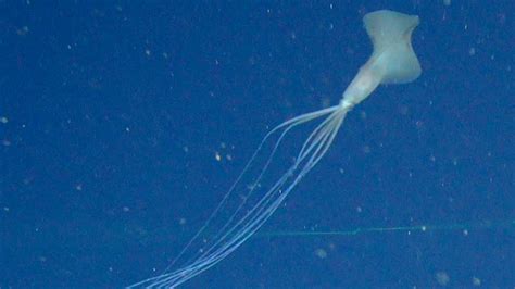 This super rare bigfin squid is a deep-sea mystery - RiAus Education