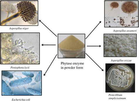 Different microbial sources of Phytase | Download Scientific Diagram