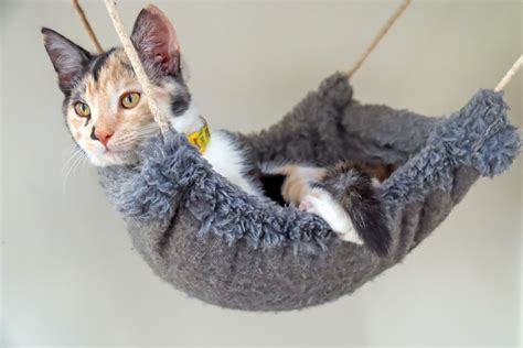 DIY Cat Hammock: A Guide - A Cat Life