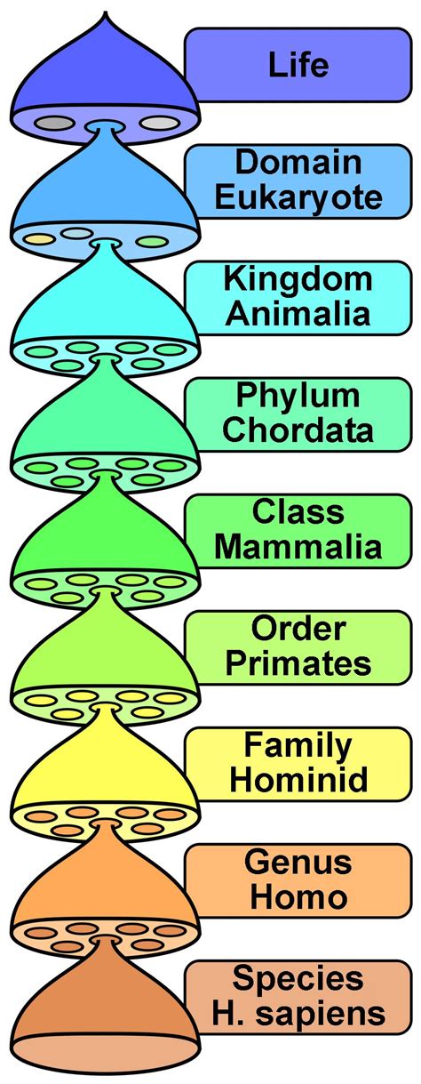 Taxonomy of Human Beings. | Taxonomy biology, Biology major, Teaching ...