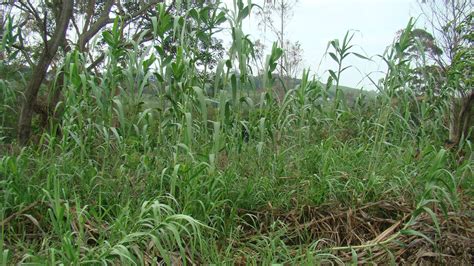 Hlengiwe Luthuli Environmental Management: Alien Invasive Giant Reed ...