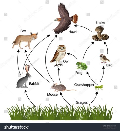 Simple Food Web Diagram