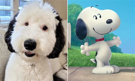 What Type Of Dog Is Snoopy