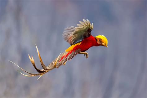 Top 10 Most Beautiful Birds in the World (Colorful Bird Pictures)