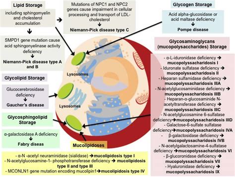 Lysosomal storage disease types, list, causes, symptoms & treatment