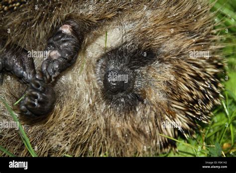 detail of the sleeping hedgehog on the back in grass Stock Photo - Alamy