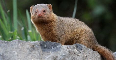 Mongoose Teeth: Everything You Need To Know - A-Z Animals