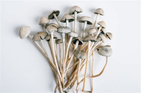 10 Most Potent Magic Mushrooms - Kiến Thức Cho Người lao Động Việt Nam