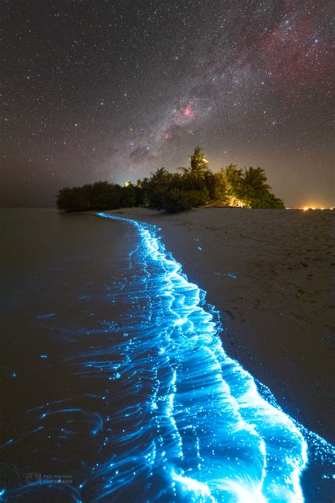 What is bioluminescence? It’s a living light - TrendRadars