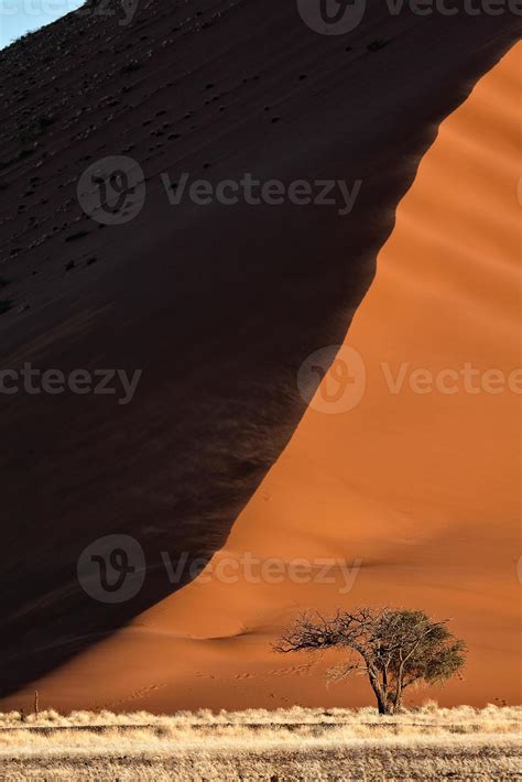 Dwarfed camel thorn tree 1383798 Stock Photo at Vecteezy