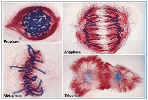 Stages Of Mitosis Under Microscope Labeled - keitobossleywarmbier.pages.dev