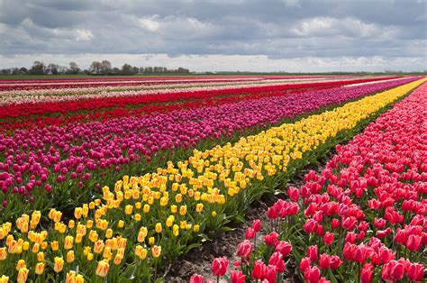 Tulip Farm Wallpapers - Wallpaper Cave