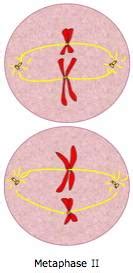 Metaphase II - Stages of Meiosis - Online Biology Dictionary