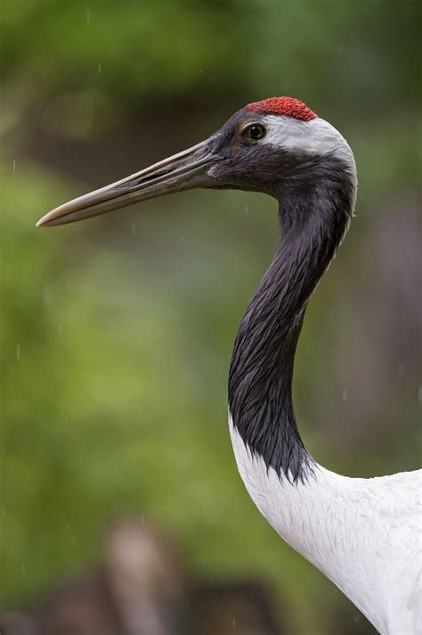 Pin på Birds-Gruiformes-Cranes