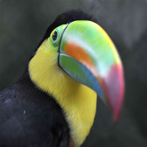 Keel-Billed Toucan | Rainforest Alliance