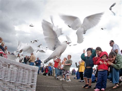 New Theory on How Homing Pigeons Find Home