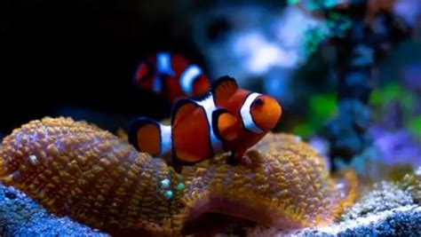 Everything You Need To Know About Setting Up A Clownfish Tank