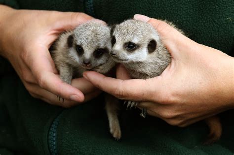 Baby Meerkats 'A' List Celebs