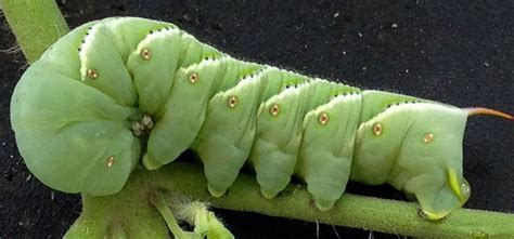 Tomato Hornworm Guide