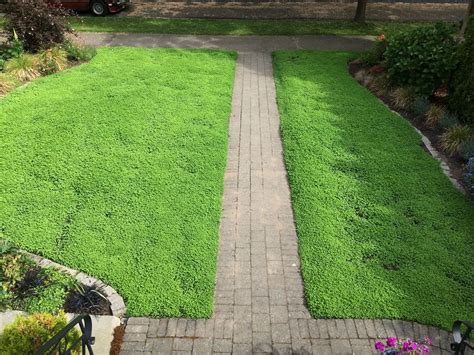 Micro clover - Lawn alternative - Level ... | Lawn alternatives, Clover ...