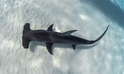 Discover The Largest Hammerhead Shark Ever Recorded - Wiki Point