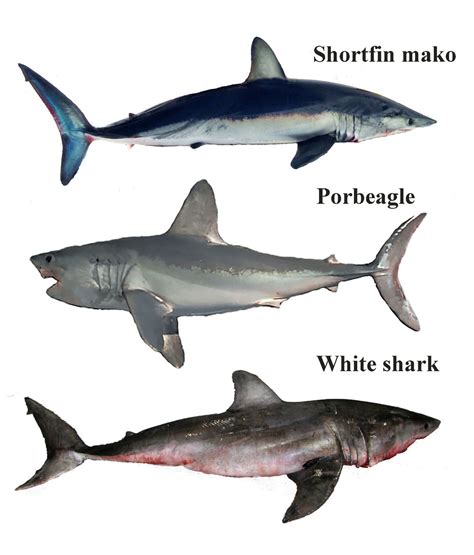 Shark Identification for Cooperative Shark Tagging Program (S-W) | NOAA ...