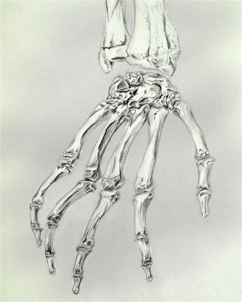 Skeleton Hand Drawing On Hand at GetDrawings | Free download