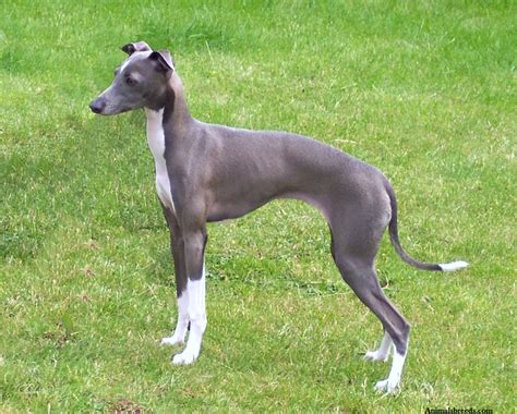 Italian Greyhound - Puppies, Rescue, Pictures, Information, Temperament ...