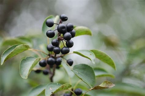 Seed of the Week: Common Buckthorn – Growing With Science Blog