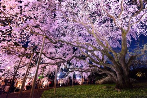 Sakura At Night Festivals