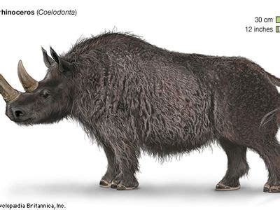 Woolly rhinoceros | Habitat, Extinction, & Facts | Britannica