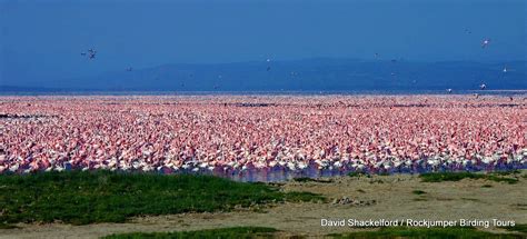 The regular flocking of up to 2 million Lesser and Greater Flamingos on ...