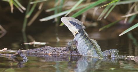 Australian Water Dragon - Learn About Nature