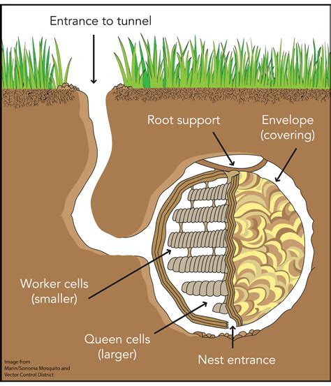 Yellowjacket Nest Treatment - San Mateo County Mosquito and Vector ...