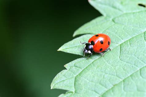 There Are 5,000 Ladybug Species.