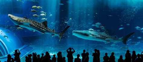 Public Aquariums and Underwater Zoos Around the World - MyBayut