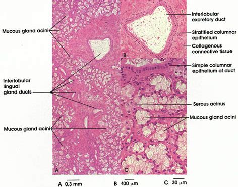 Sublingual Gland